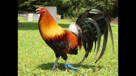 manok pang sabong in english